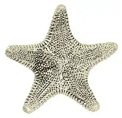 Anthenea crassa.
