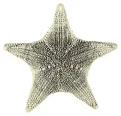 Anthenea elegans.