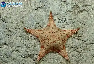Anthenoides piercei