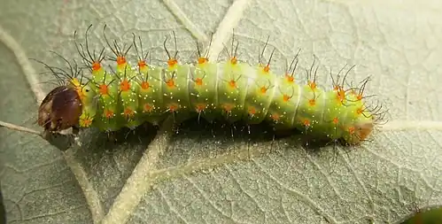 Détail de la chenille.