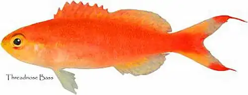 Anthias tenuis