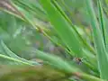 Anthoxanthum odoratum, Feuille ciliée au sommet de la gaine