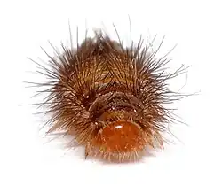 Larve d'Anthrenus verbasci (longueur&nbsp;: 4,6&nbsp;mm)