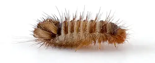 Larve d'Anthrenus verbasci (longueur&nbsp;: 4,6&nbsp;mm)