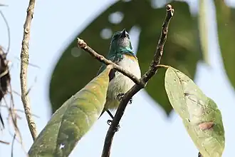 Description de l'image Anthreptes rectirostris tephrolaemus 248439788.jpg.