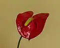 Un anthurium, d'une variété populaire aux Pays-Bas.