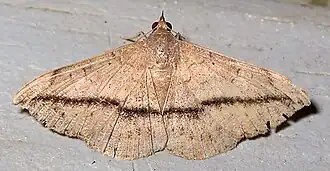 Anticarsia gemmatalis(Eulepidotinae, incertae sedis)