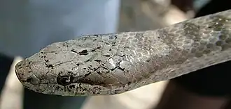 Description de l'image Antiguan Racer, Female.JPG.