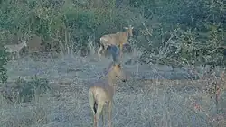 Antilope Bubale