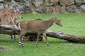 Des antilopes Nilgaut.
