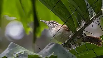 Description de l'image Antioquia wren - Thryophilus sernai.jpg.
