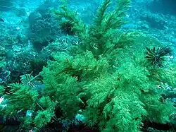 Antipathes dichotoma