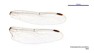 Description de l'image Antipodogomphus proselythus male wings (34242374053).jpg.