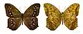 Antirrhea ornata Guyane
