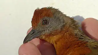 Description de l'image Anurolimnas viridis (Müller, 1776), Rallidae, Atlantic forest, northern littoral of Bahia, Brazil (14224836829).jpg.