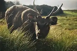  Vue de face d'un sambar, mammifère le plus répandu dans le parc