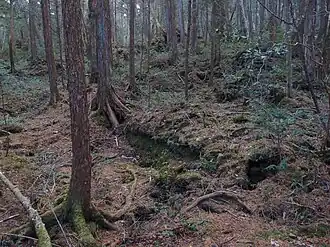 Image illustrative de l’article Aokigahara