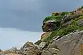 Tête d'Indien dans les rochers, archipel des Ébihens (Bretagne, France).
