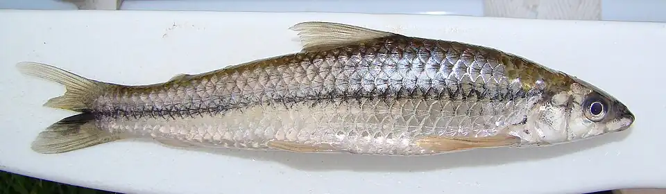 Apareiodon affinis