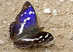 Apatura iris