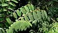 Rameau feuillé d'Apeiba albiflora