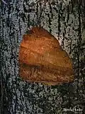 écorce d'Apeiba tibourbou