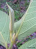 envers des feuilles d'Apeiba tibourbou