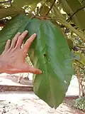 feuille d'Apeiba tibourbou