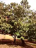 Apeiba tibourbou