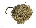 fruit sec d'Apeiba tibourbou