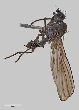 Description de l'image Apetaenus australis (Hutton, 1902) (AM AMNZ21710-2).jpg.