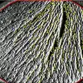 Photo de rides observées au microscope