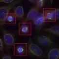 Modalités recalées en fausses couleurs de cellules en mitose au microscope