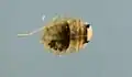 Aphelocheirus aestivalis, vue dorsale