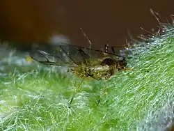Petit insecte vert avec des ailes.