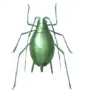Dessin d'un insecte vert au corps rond.