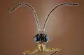Tête et antennes Aphidius rhopalosiphi