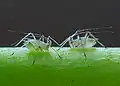 Aphidoidea