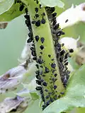 Aphis fabae ( pucerons ) sur la fève.