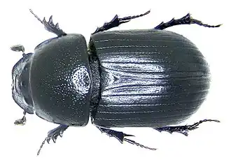 Description de l'image Aphodius ater ater (Degeer, 1774) (2983543509).jpg.