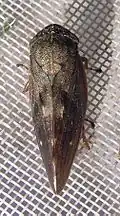 Aphrophora major.