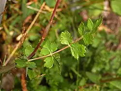 Jeune feuilles of P. cervaria.
