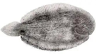 Description de l'image Apionichthys finis.jpg.