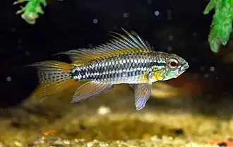 Description de l'image Apistogramma bitaeniata.jpg.