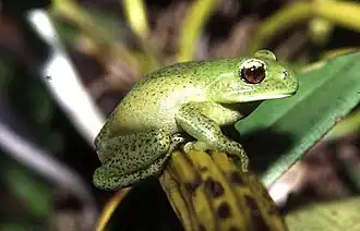 Description de l'image Aplastodiscus perviridis.jpg.