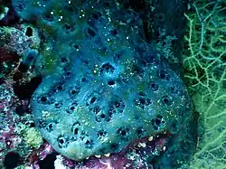 Aplidium sp.