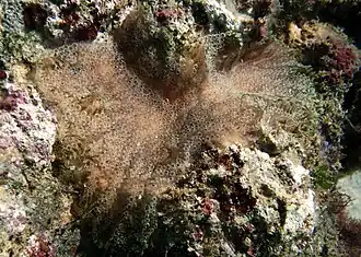 Aplidium sp.?