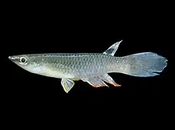 Aplocheilus panchax