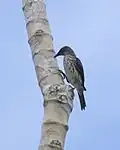 Juvenile