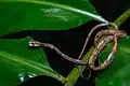 Aplopeltura boa